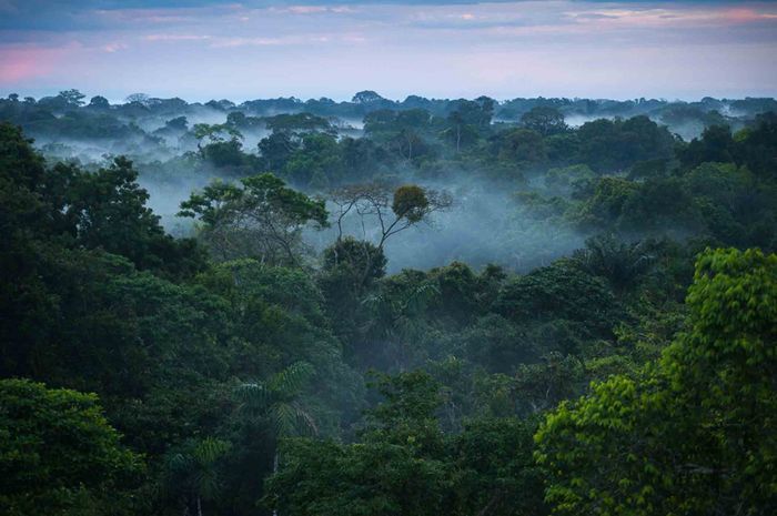 Hutan Amazon atau Amazonia sebagai kawasan hutan tropis terbesar di dunia dengan keanekaragaman hayati yang tinggi.