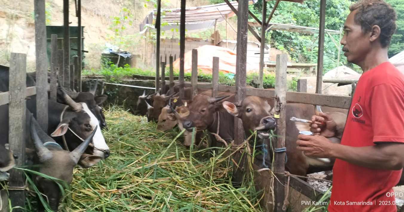 Gunanto, peternak sapi di Lubuksawah Mugirejo RT. 19 Kecamatan Samarinda Utara