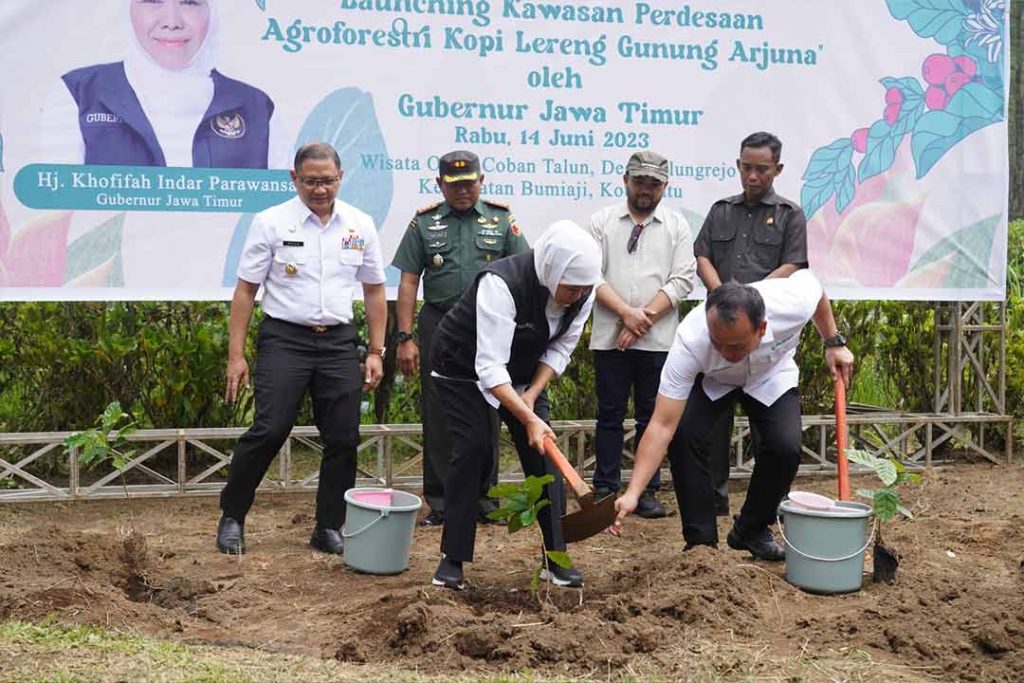 Gubernur Jatim Khofifah Indar Parawansa saat menanam di Kawasan Perdesaan Agroforestri Kopi Lereng Gunung Arjuna Batu.