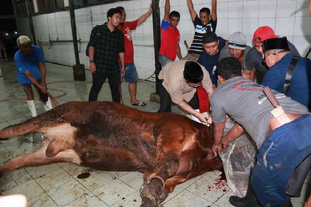 Wagub Kaltim H Hadi Mulyadi saat menyembelih Sapi Limosin dari Presiden Jokowi di RPH Tanah Merah