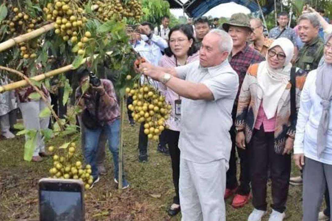 Gubernur Isran panen kelengkeng kateki.