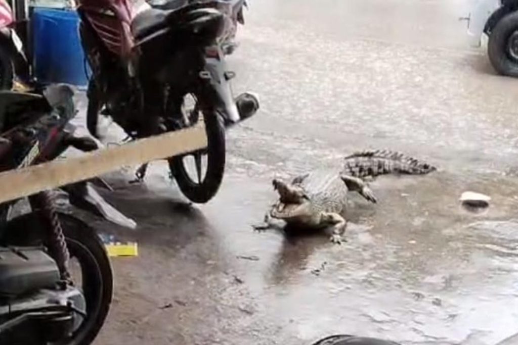Dengan mulut menganga, Buaya berusaha menyerang.