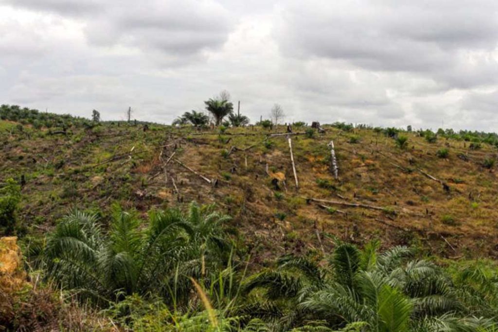 lahan bekas kebun sawit (IST)