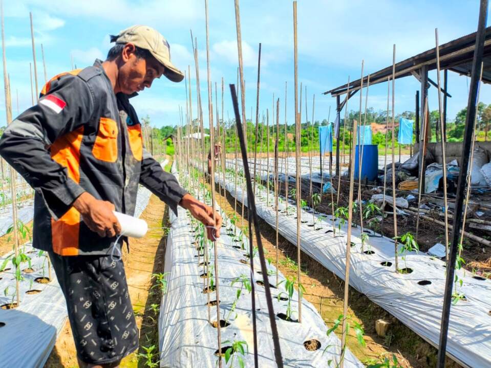 Inovasi “Formula Pupuk Cair Semi Organik dari Campuran Pupuk Kandang Kotoran Ayam Pedaging dan Pupuk NPK 16-16-16 pada Tanaman Cabai Merah.